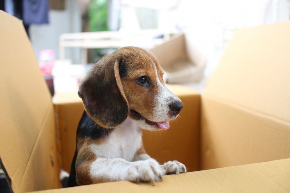 Keep Your Pets Comfortable During A Long Distance Move