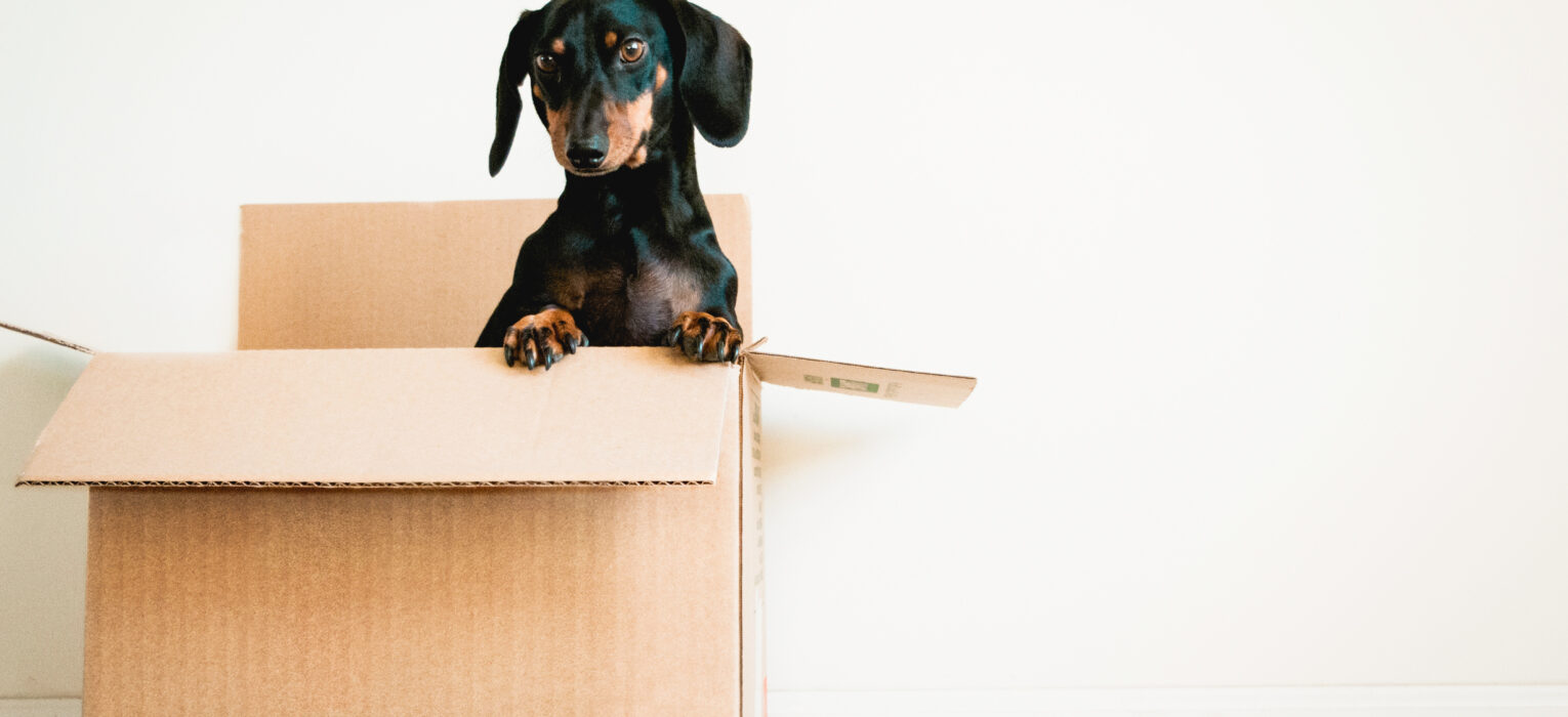 Moving with your Pet